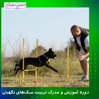 تربیت سگ نگهبان