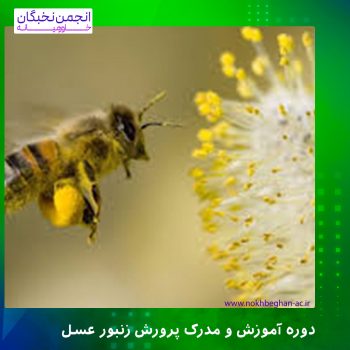 دوره آموزش و مدرک پرورش زنبور عسل